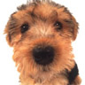 Avatar perro 1 MSN