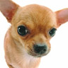 Avatar perro 2 MSN