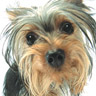 Avatar perro 3 MSN