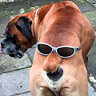 Avatar perro MSN
